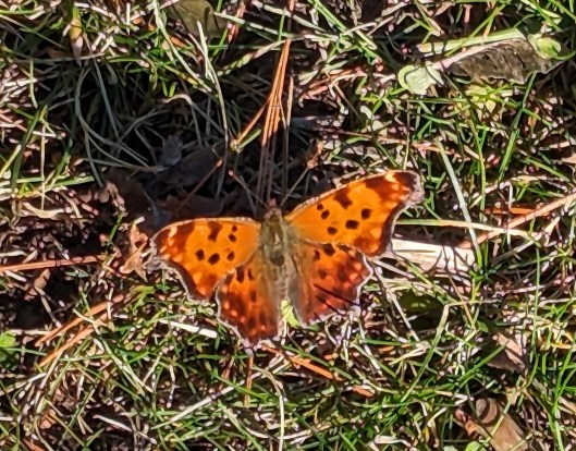 pxl_20231116_174741322