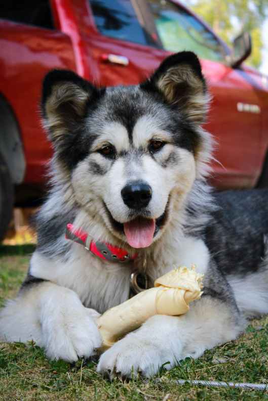 close up shot of a dog with a bone